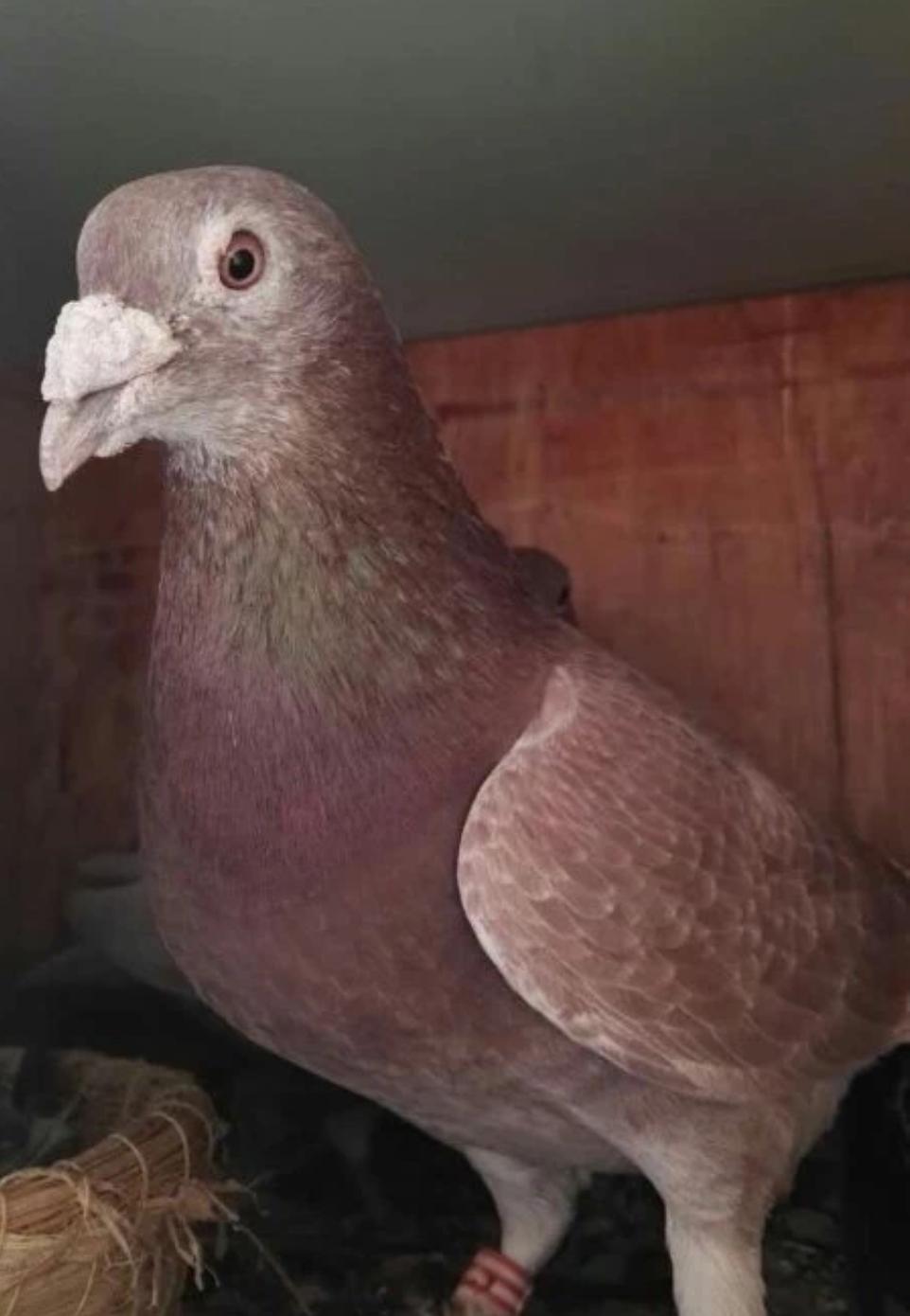 鸽子家飞不成群怎么办视频,鸽子家飞不归巢的原因