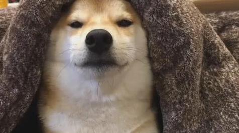 狗狗喜欢抱大腿发泄怎么办,狗狗老上床用什么办法制止它