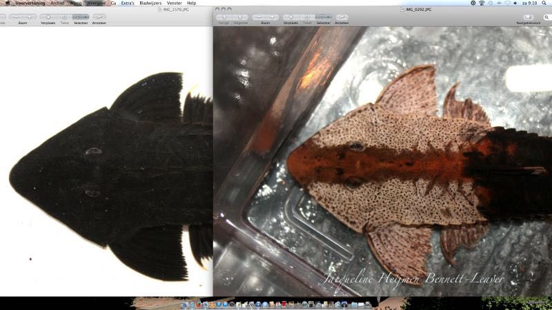 阴阳直升机全红,阴阳直升机图片