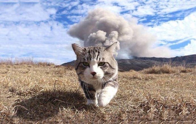 今日萌图,仓鼠身上长了疑似肿瘤的东西