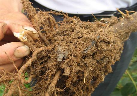 今日全国各地皇冠梨价格,今年皇冠梨价格行情