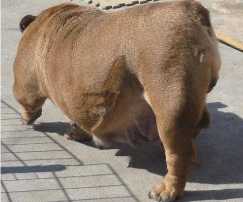 布鲁氏菌病不仅对狗有伤害,还能进入人体,尤其孕期的犬较为危险