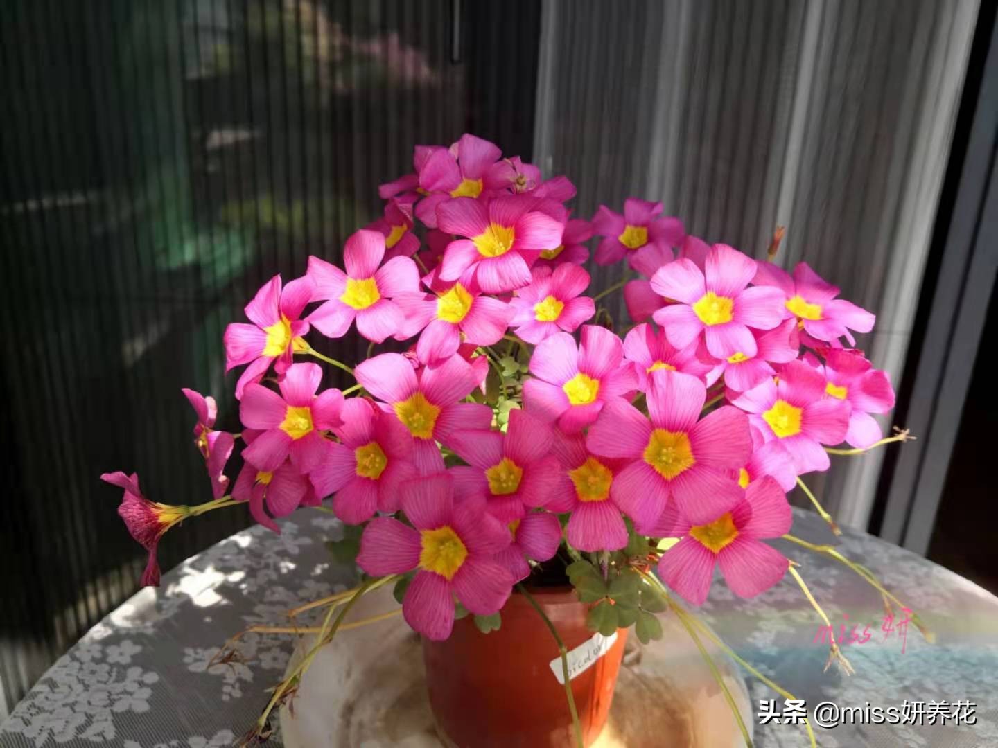 酢浆草种球品种图鉴大全,酢浆草种球品种图鉴