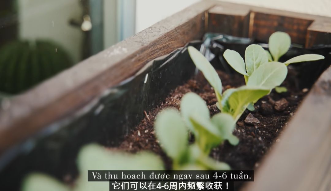 李子柒靠海外视频月入80万,德国版李子柒