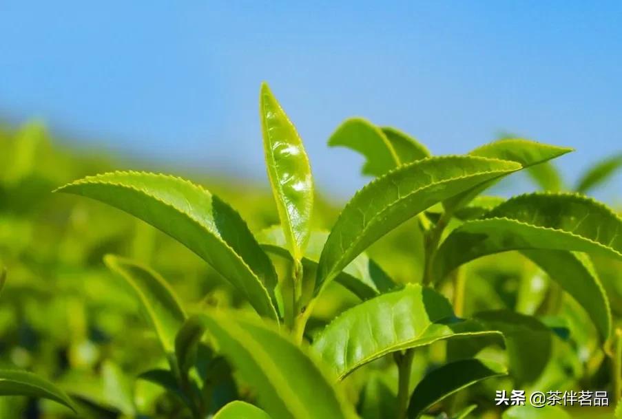 贵州茶哪些好喝,最好喝的贵州茶