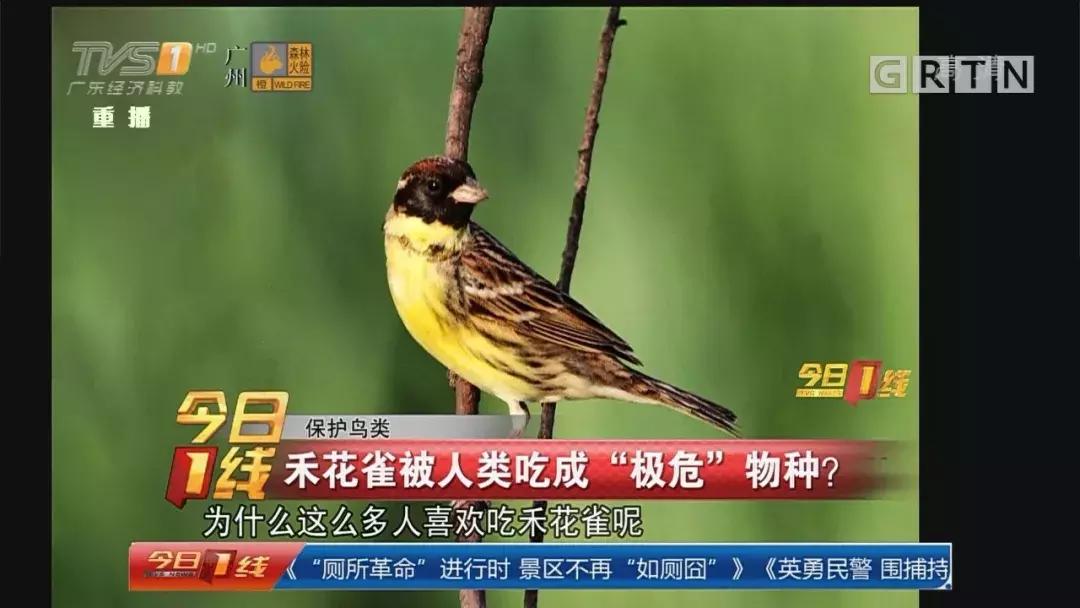 从禾花雀到云雀，又一种鸟快被中国人吃绝种了！