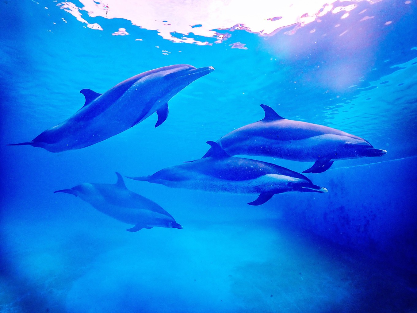 三亚学潜水机构推荐,三亚学潜水哪个最专业