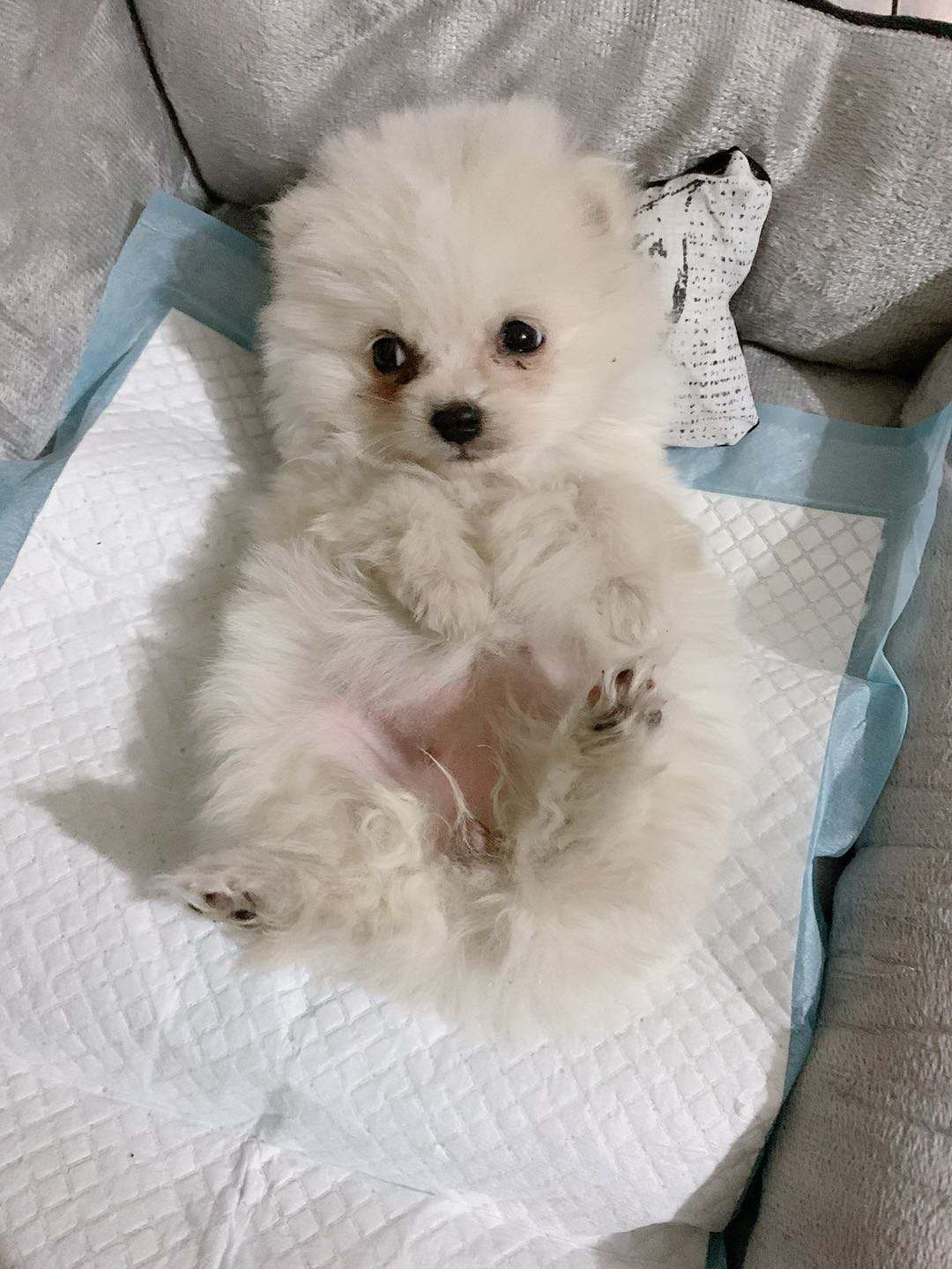 为什么狗市的狗买回来不好养,为啥狗市买回去的狗很快就细小