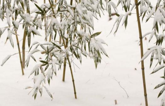 吟雪竹现代诗句,关于雪竹的诗句古诗词