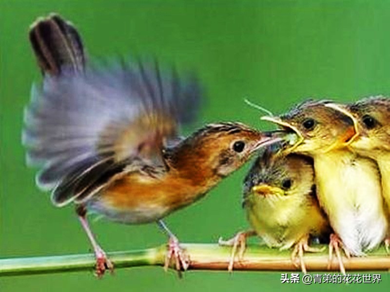 野鸟怎么能养熟不怕人,养野鸟怎么训练不飞走