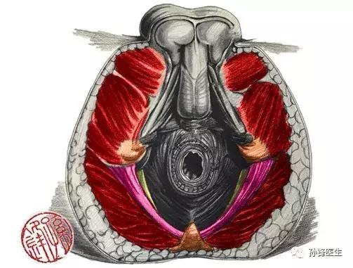 医学笔记︱男性会阴部的肌肉系统（中肛管水平）：（下）