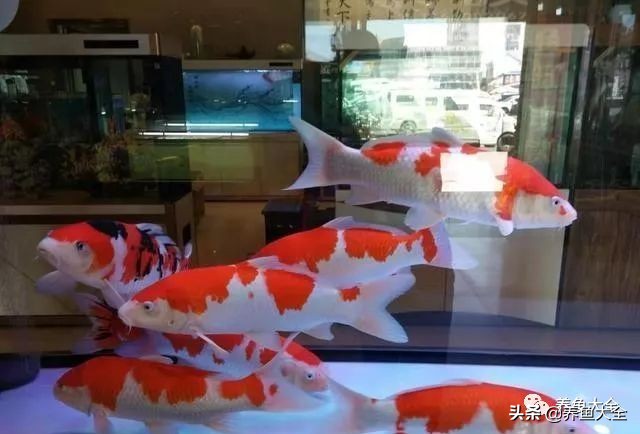 养的鱼突然不吃食,红箭鱼突然不吃食是什么原因