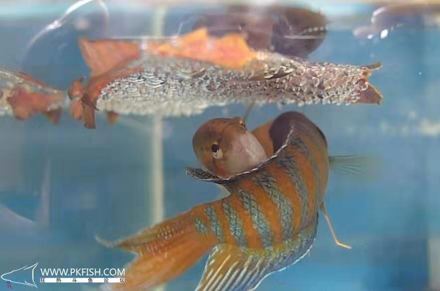 中国斗鱼繁殖直播教程视频,繁殖中国斗鱼要多大的鱼缸