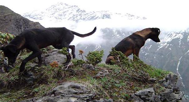 中国本土犬种有哪些可以当警犬,我国嗅觉特别强本土犬种排名