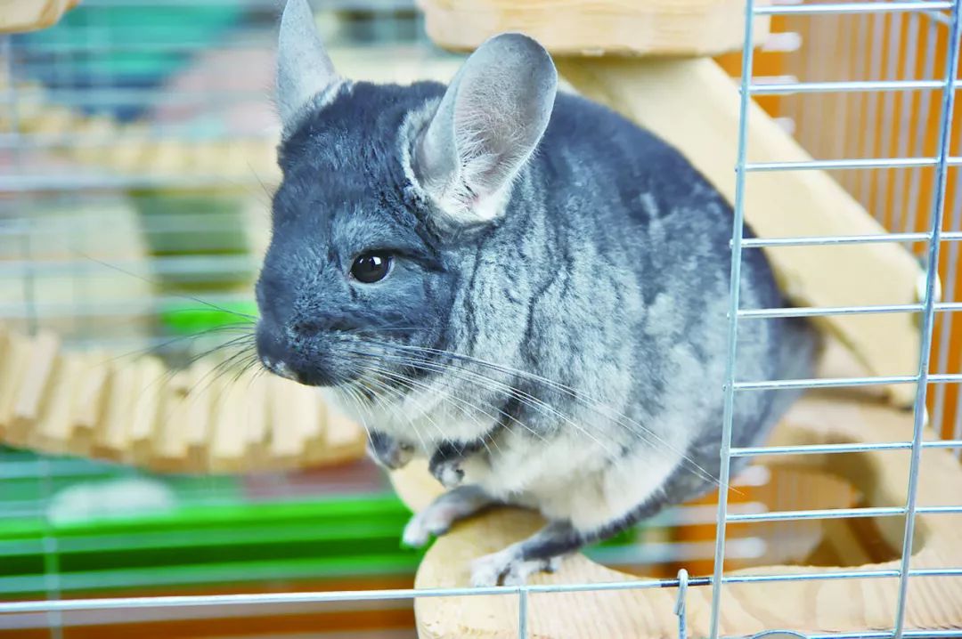 别让骨折妨碍了龙猫跳跃的步伐