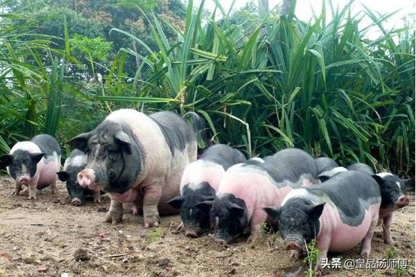 零成本猪汤底,低成本汤教程