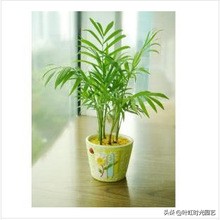 琚栫弽妞板瓙濡備綍闀垮緱缈犵豢,鐑甫缁挎琚栫弽妞板瓙