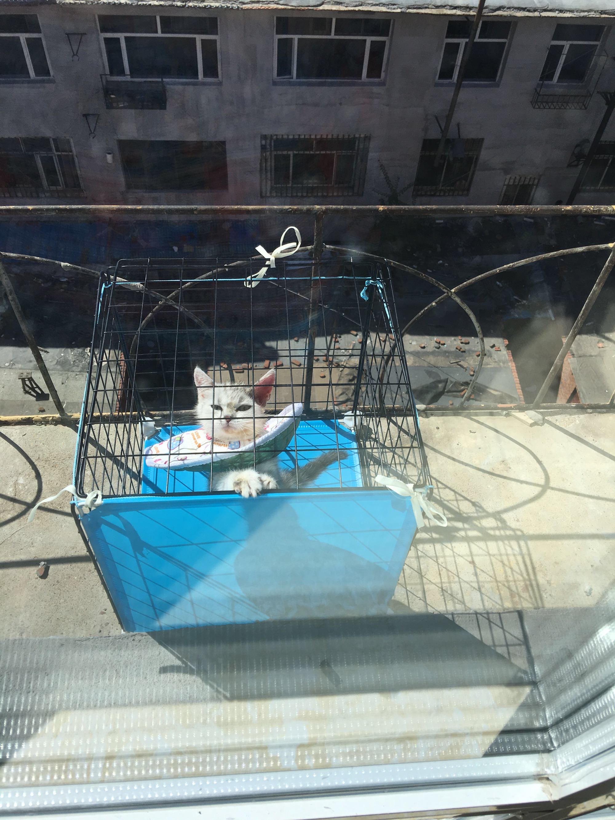 猫藓不可怕,对抗它需要的不仅仅是药物,更需要时间与耐心