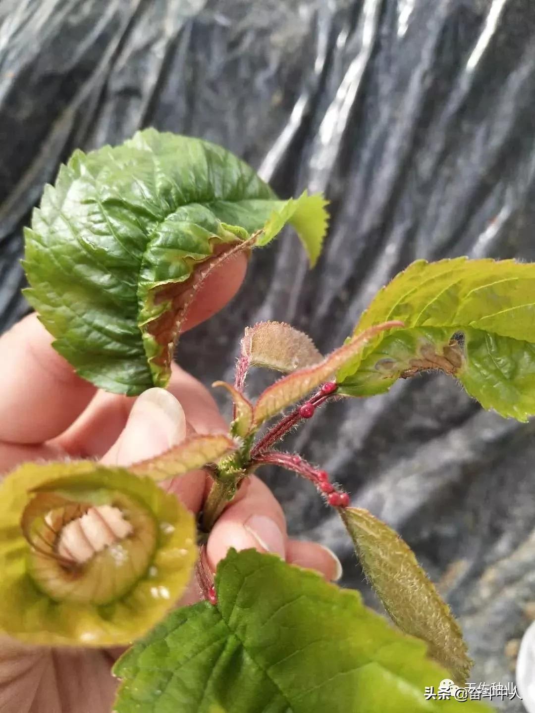 磷酸二氢钾执行标准2321是假的吗 (磷酸二氢钾与尿素混合1000倍溶液)