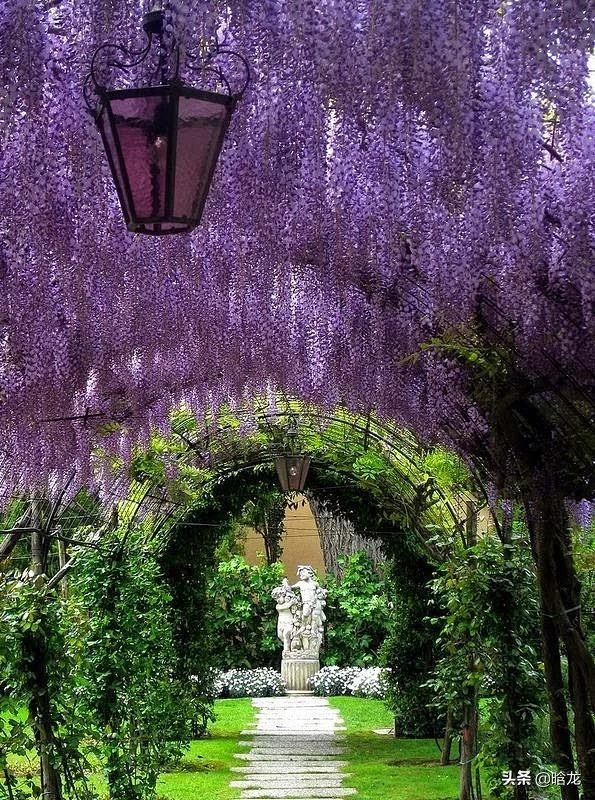 庭院花架搭配这些植物美翻了,庭院花架植物