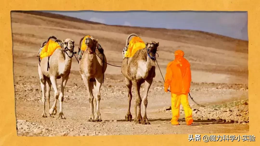 原来骆驼驼峰里的不是水,而是其他物质,那水藏哪去了?