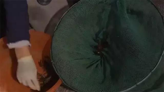 水泥池养龙虾有假的吗,龙虾水泥池养殖方法图解