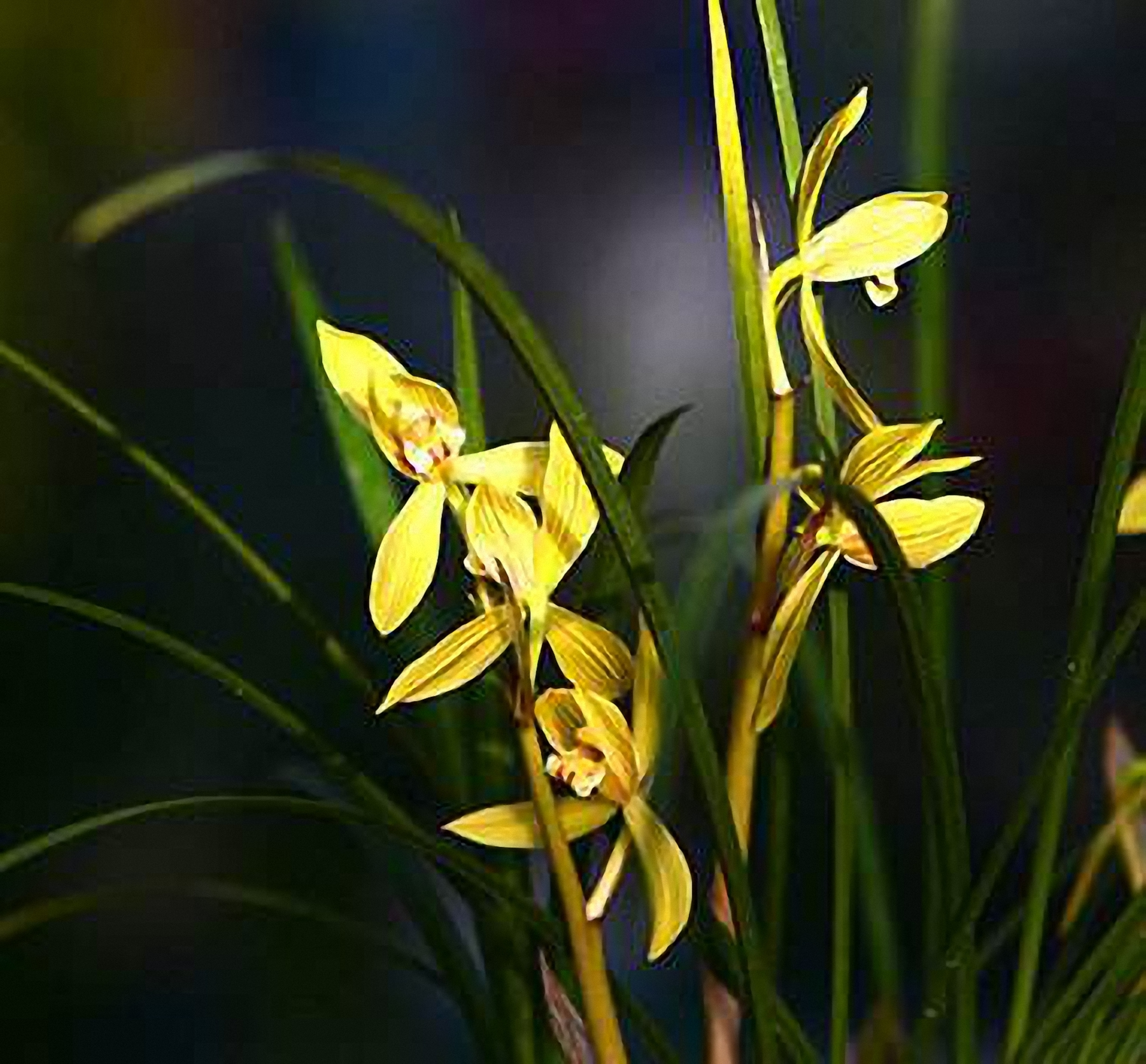 刚上盆兰花能用兰花专用营养液,兰花怎样上盆成活率高