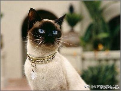 赤道养暹罗猫是不是就不会变黑了,暹罗猫冻黑了是什么原理