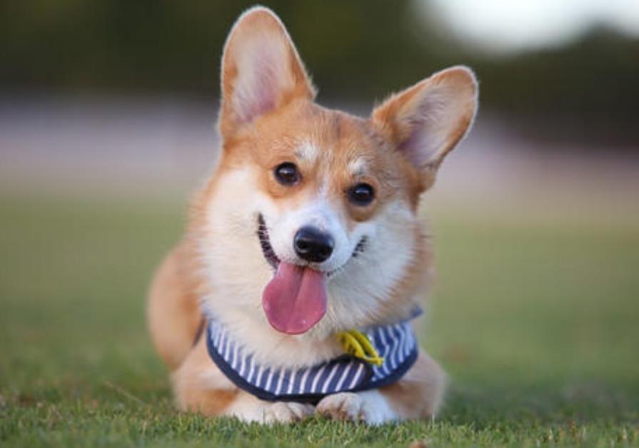 狗狗排行榜适合家养,狗狗最省心最好养的8种狗