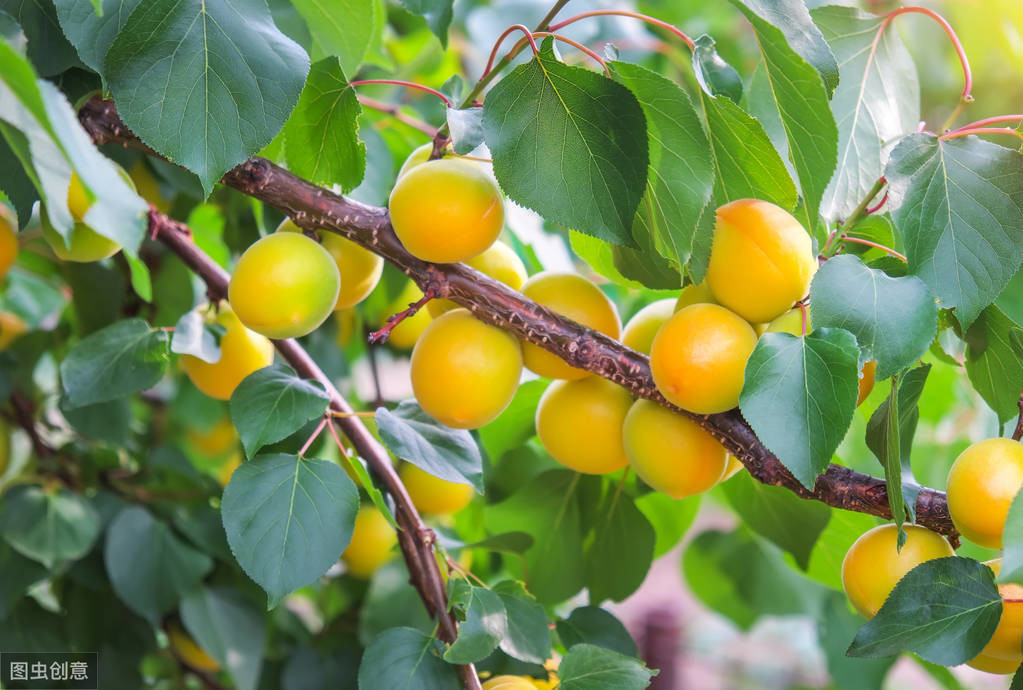 刚栽的杏树怎样管理,杏树如何管理又大又甜