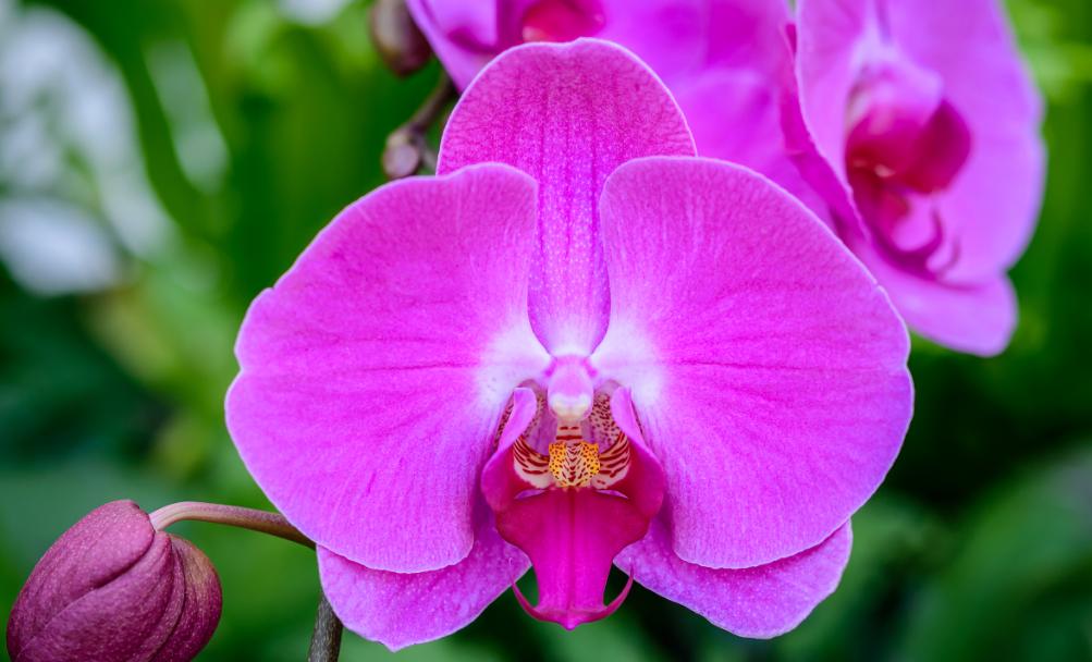 怎么选蝴蝶兰花梗,蝴蝶兰花如何挑选