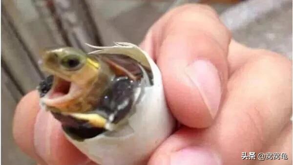 果核龟蛋孵化的温度,孵化龟温度太冷