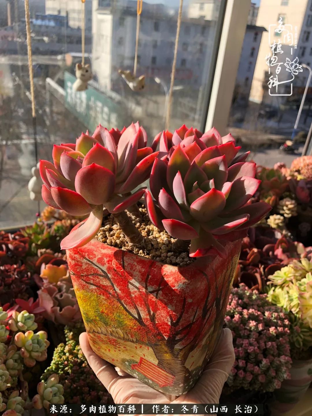 新手养多肉知道这4点打好基础,阳台上养多肉的正确方法