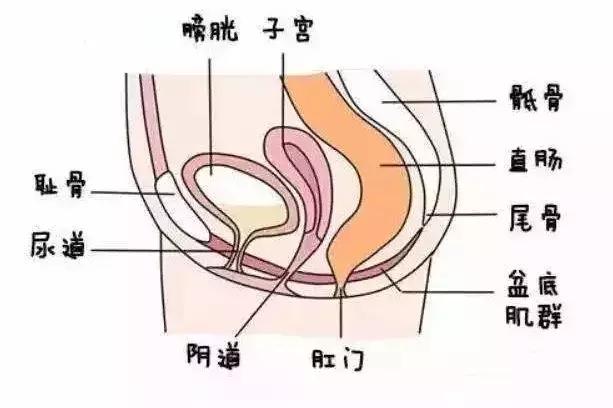 为什么2胎耻骨分离耻骨还特别痛,耻骨疼耻骨分离是要快生了吗