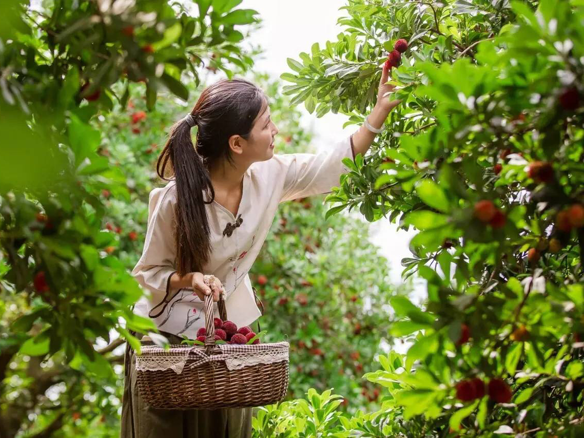 杨梅要怎么栽种才好吃,杨梅要如何种植才好吃