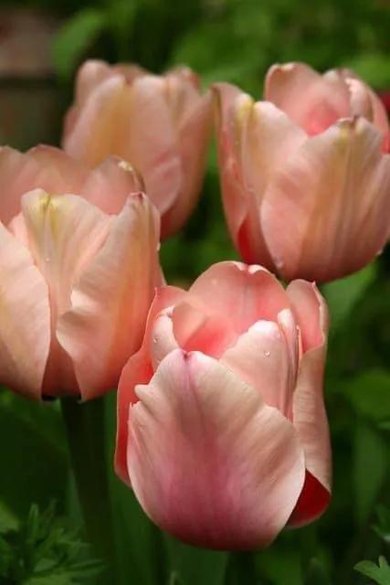 月季花的花花世界,郁金香的花海视频