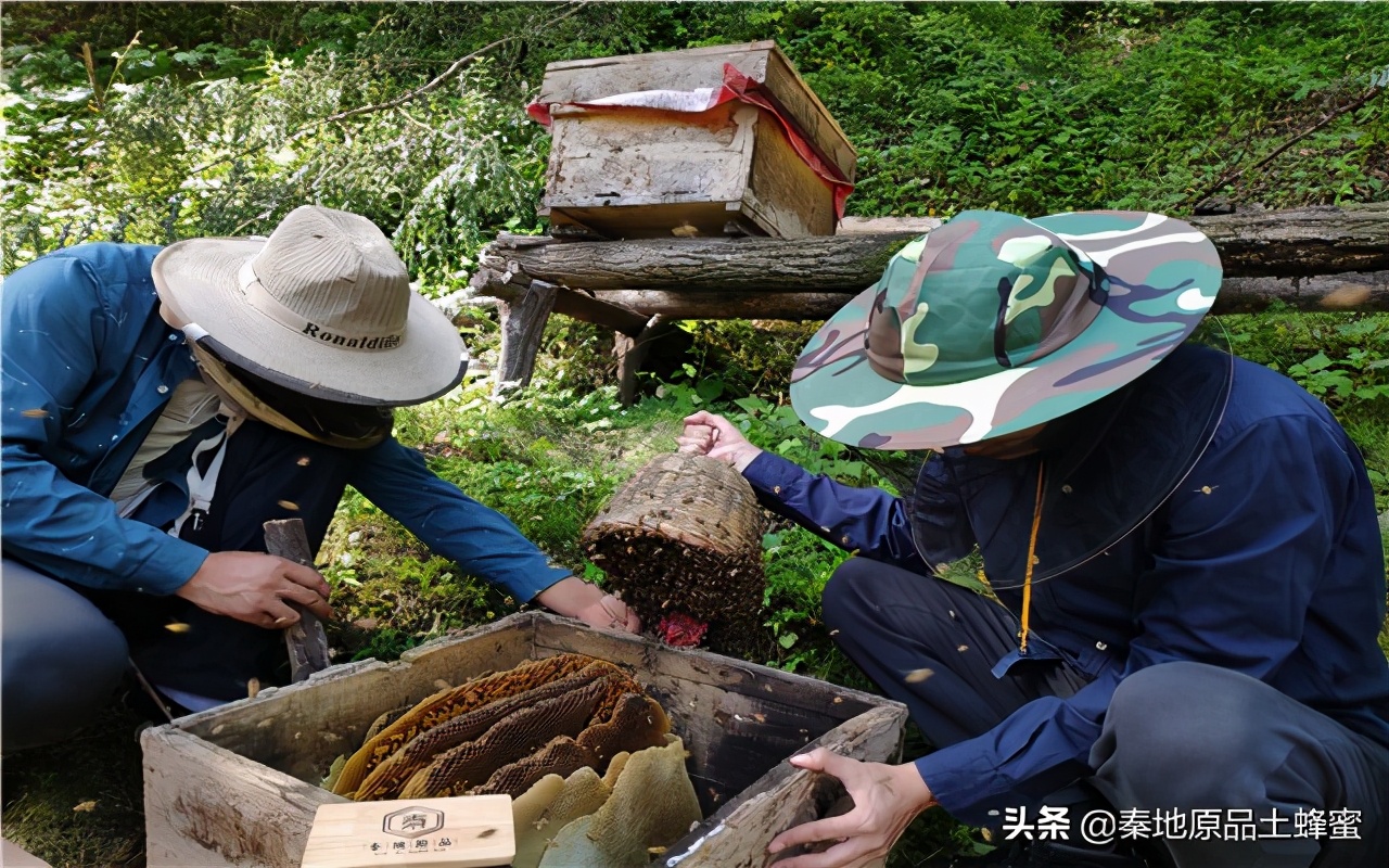 路边的土蜂蜜是真的吗？路边的野蜜你别乱买