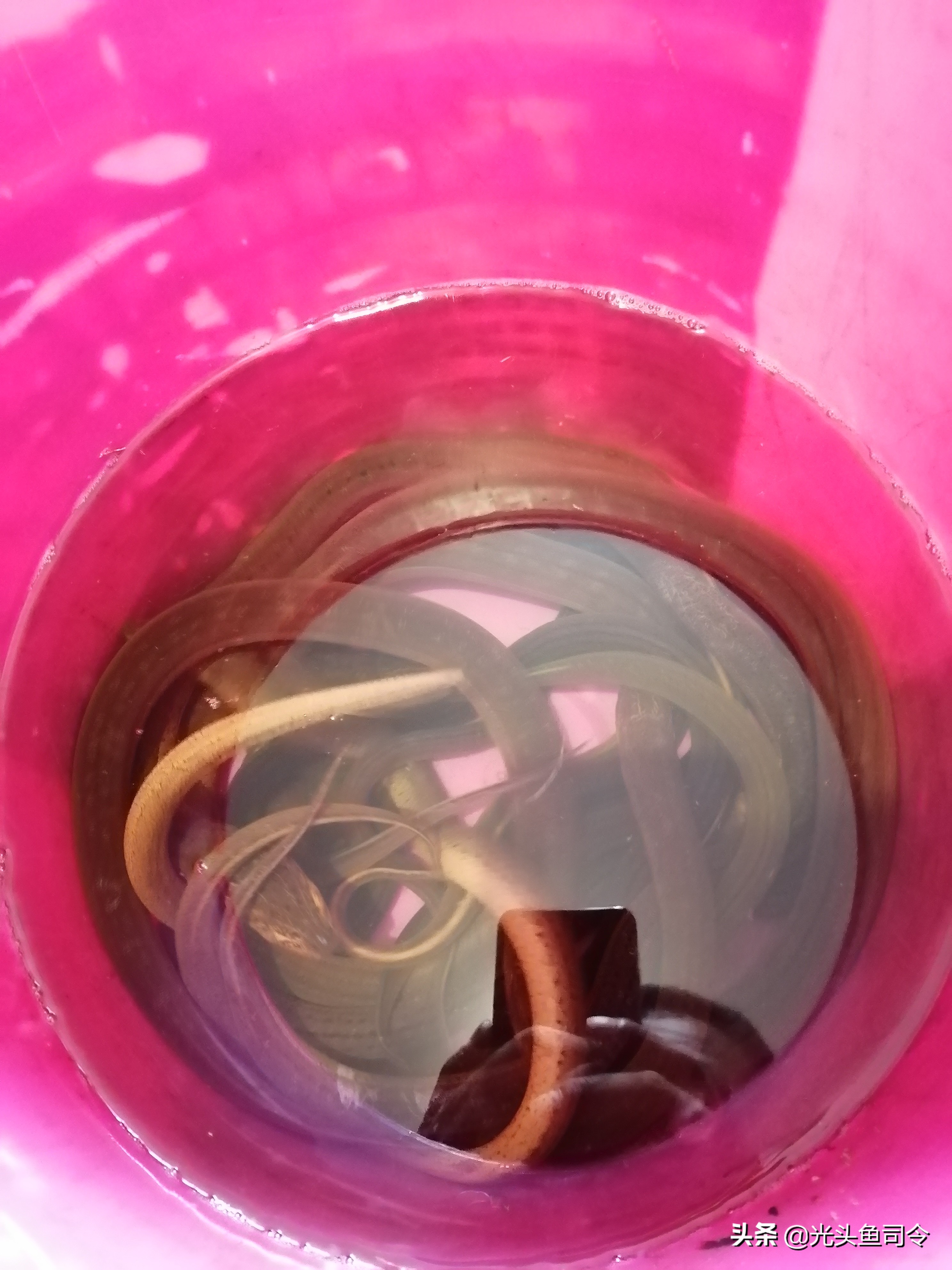 钓黄鳝引钩教学,钓黄鳝的引钩怎么做