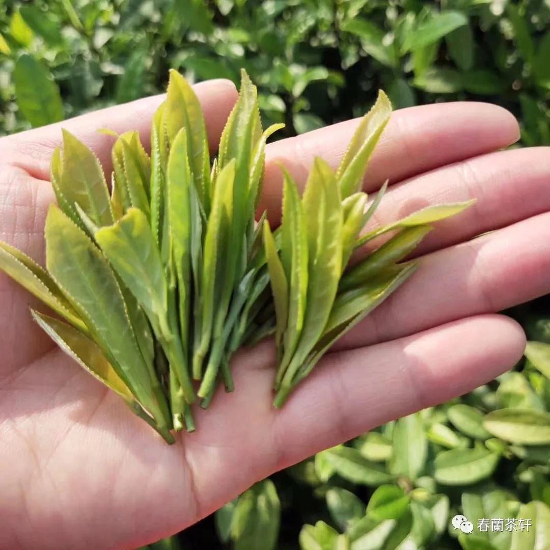 茶与人的结缘,为什么与茶结缘