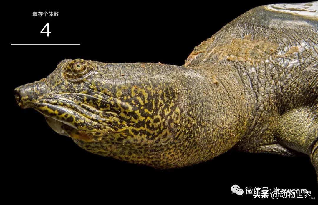 国际珍稀动物保护日-如何拯救那些正在从世界上逐渐消失的物种