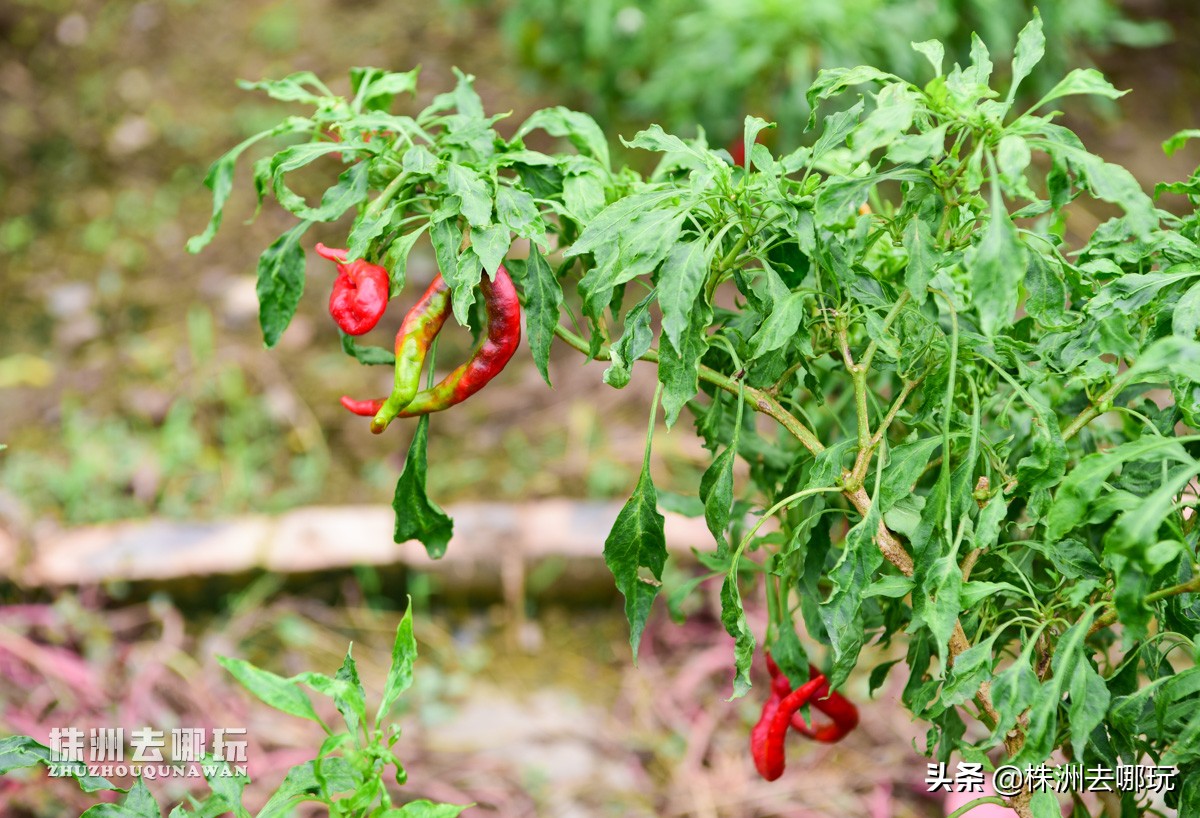 株洲哪里有好玩的度假山庄,株洲田园山庄