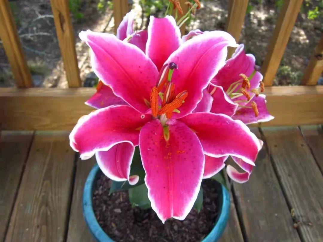 百合开败了怎么可以继续开花,盆栽百合开败了多久才能再发芽