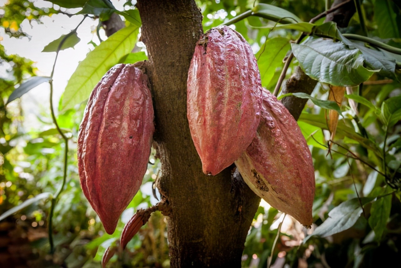 巧克力被赋予了甜蜜与爱的寓意,巧克力是什么神仙食物