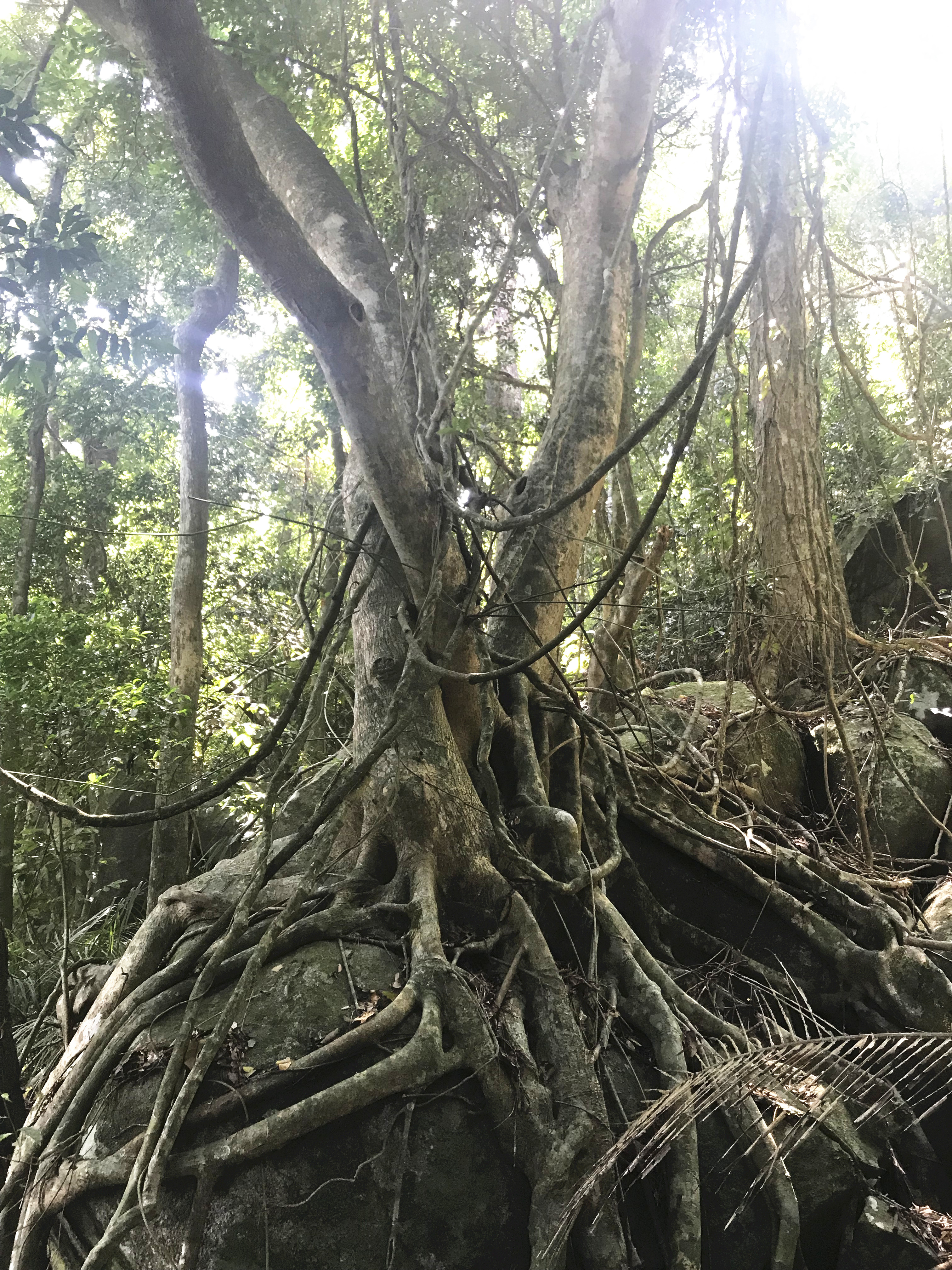 1500年的“母生”藏于此，这里集海南珍稀名木，神奇霸王岭