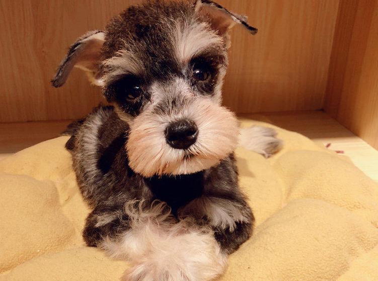 爱狗的女生性格特点雪纳瑞,雪纳瑞犬的性格