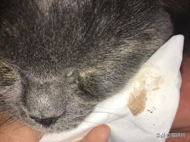 每天15分钟,医生手把手教你做17项猫咪全身检查