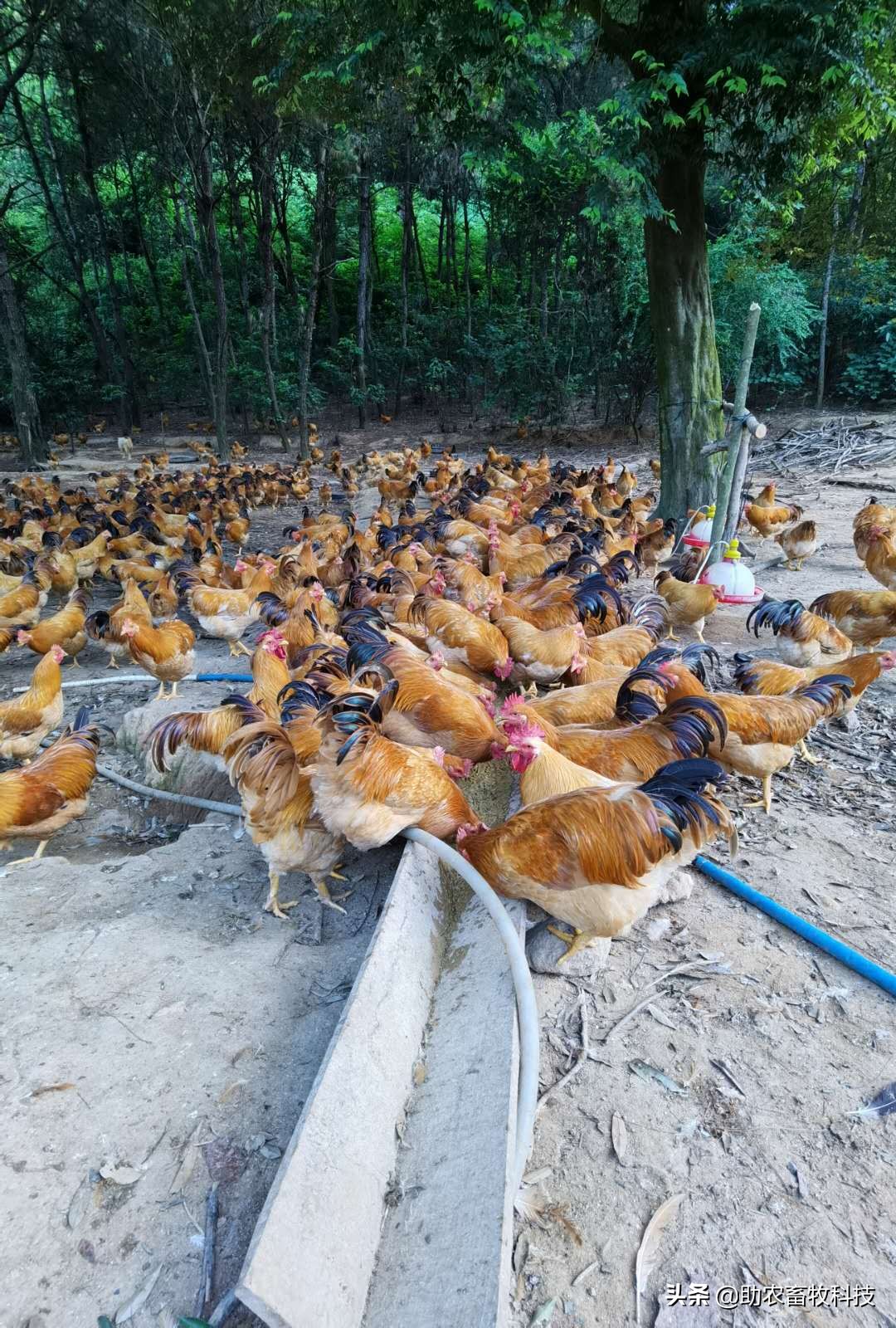 发酵饲料和全价饲料的优势,发酵饲料氨基酸含量高吗