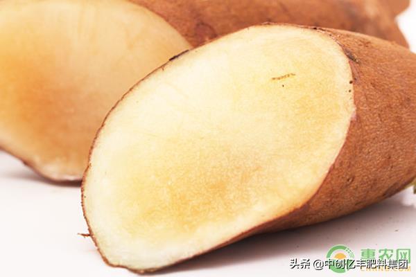 雪莲果的种植方法与管理技术,雪莲果的种植和管理技术