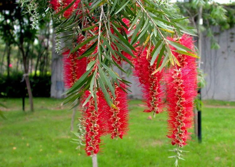100种常见观叶植物图鉴史上最全,农村常见的100种植物