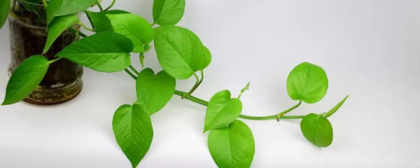 咖啡渣能直接养绿萝吗,绿萝可以直接用水冲洗嘛